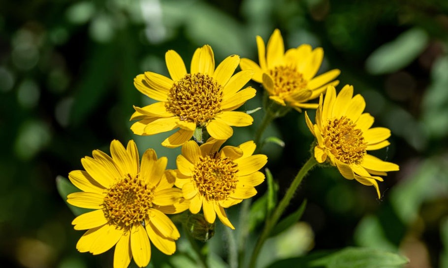 Arnica (arnica montana)