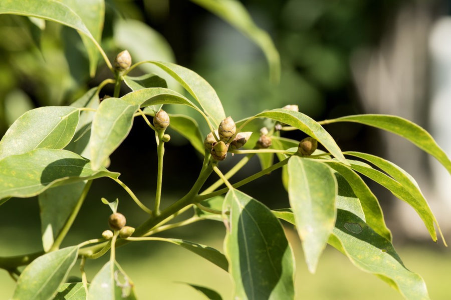 Camphor Oil