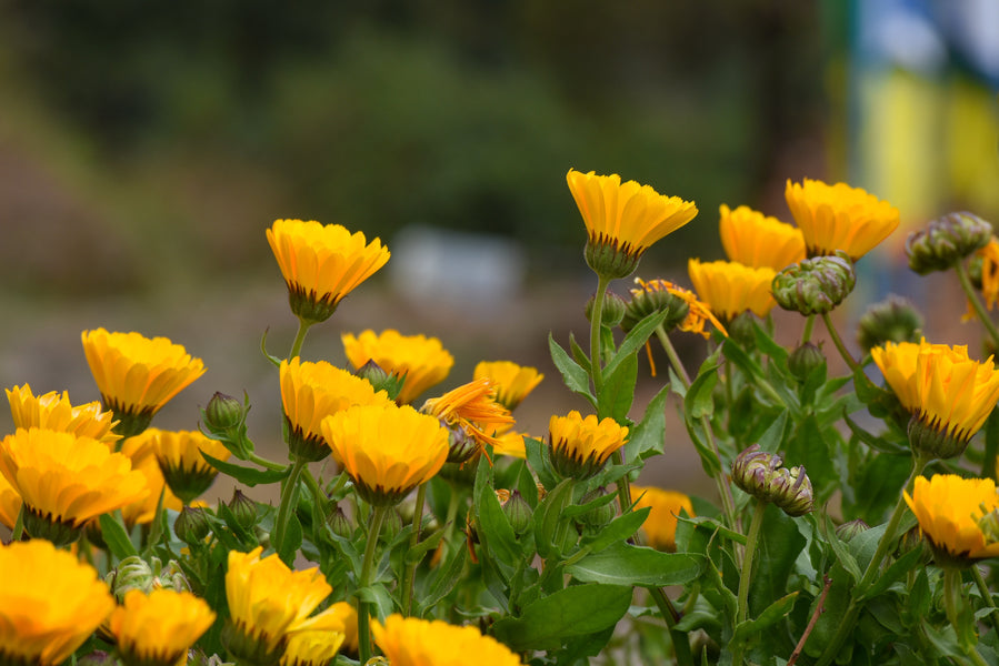 Calendula (calendula officinalis)