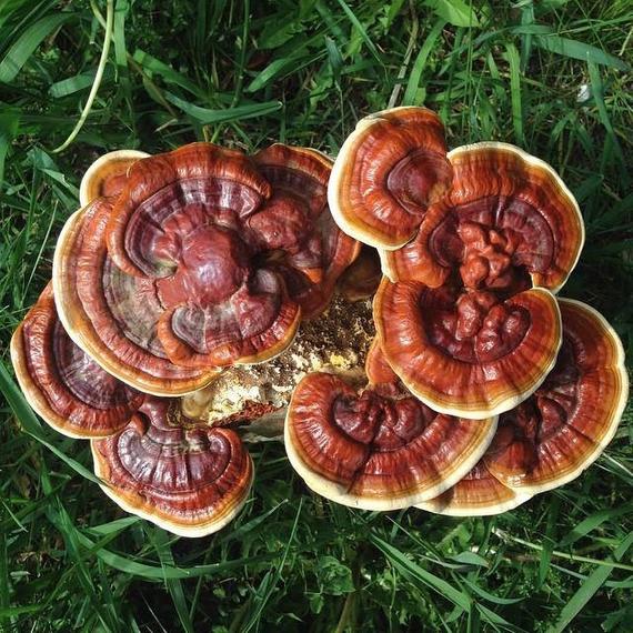 Reishi (Ganoderma lucidum)